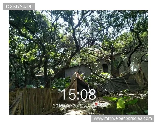 新宝6娱乐平台安全可靠保障玩家资金与个人信息安全措施详解