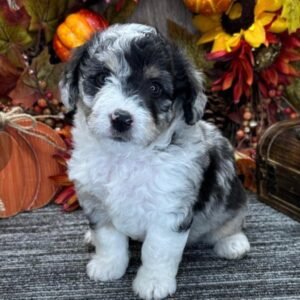 Aussiedoodle Eigenschaften