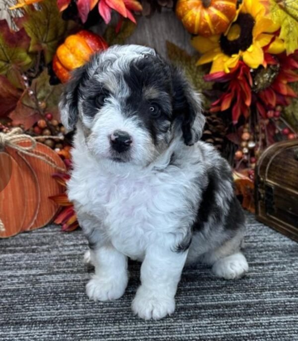 Aussiedoodle Eigenschaften