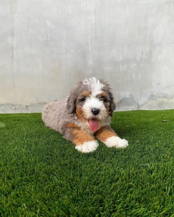 Aussiedoodle Pflege