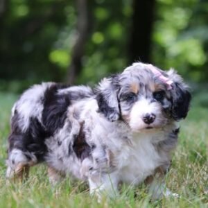 Aussiedoodle kaufen