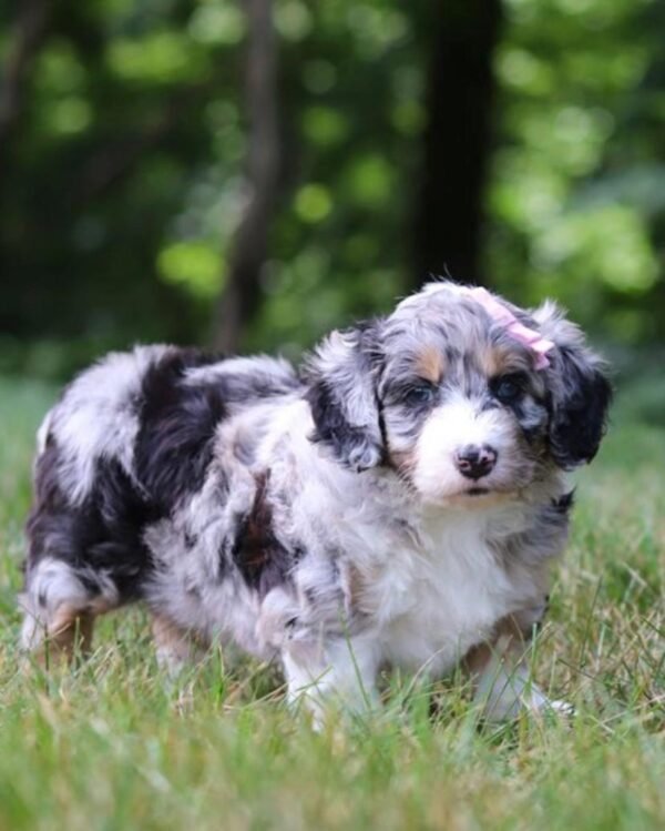 Aussiedoodle kaufen