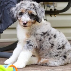 Aussiedoodle Welpe