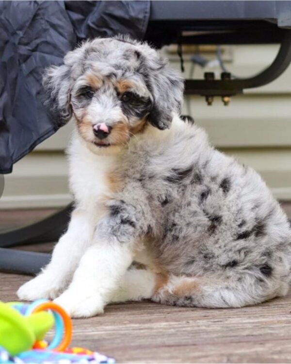 Aussiedoodle Welpe