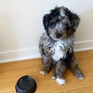 Pflege Aussiedoodle