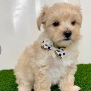 Maltipoo welpen