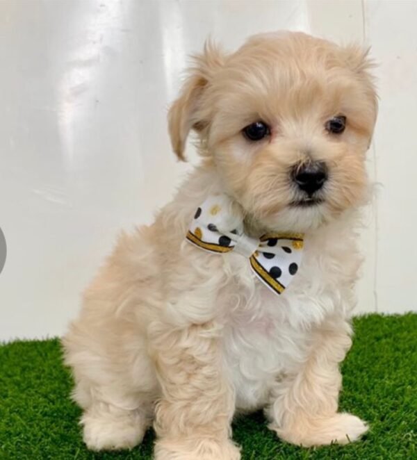 Maltipoo welpen