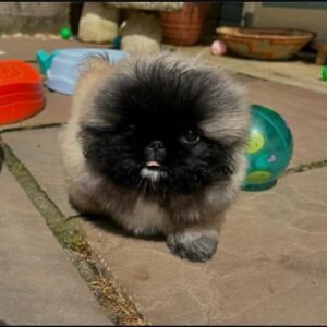 Martha der Pekingese