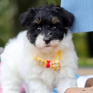 Maltipoo Züchter