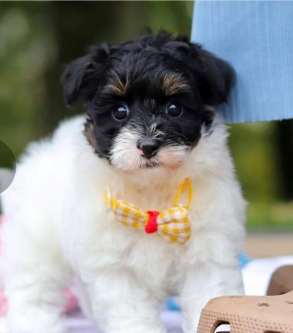 Maltipoo Züchter