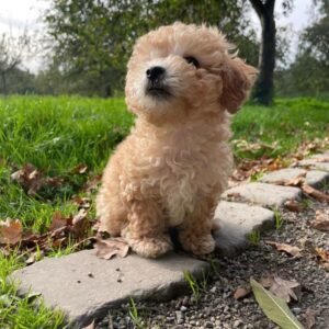 Maltipoo Welpe