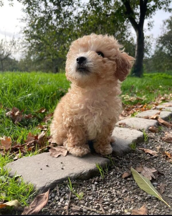 Maltipoo Welpe