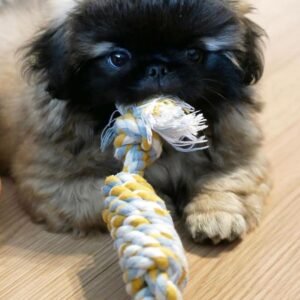 Pekingese welpen kaufen