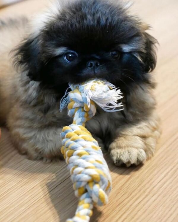 Pekingese welpen kaufen