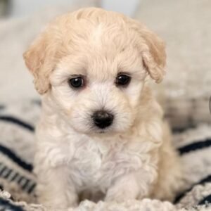 Maltipoo Pflege