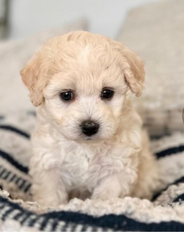 Maltipoo Pflege