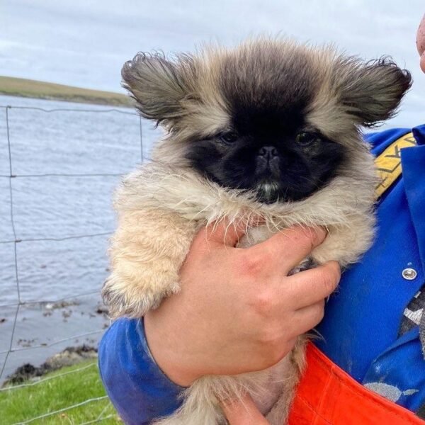 Pekingese Welpe