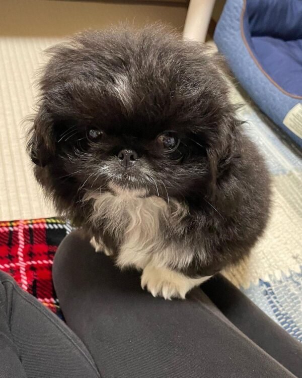 Pflege Pekingese