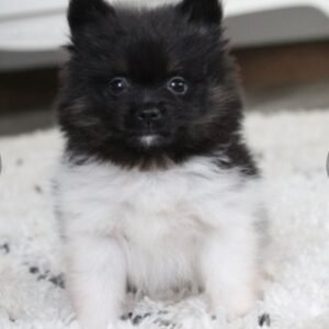 Pomeranian Pflege