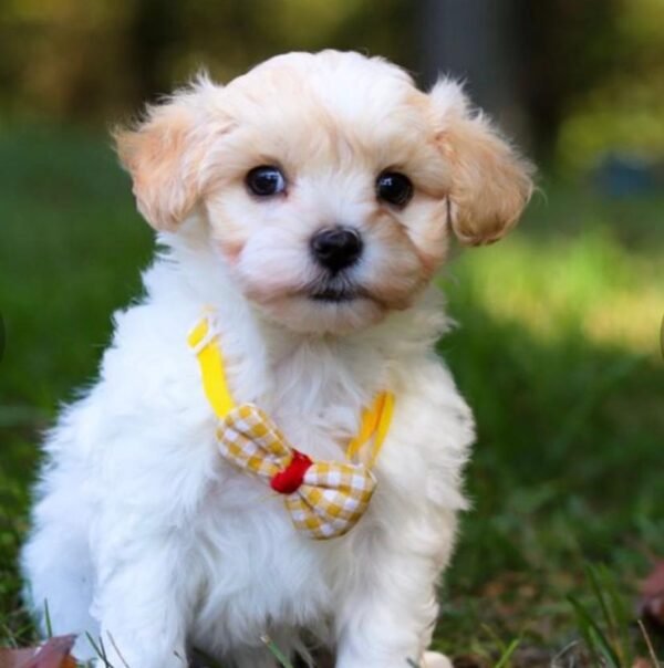 Maltipoo Erziehung