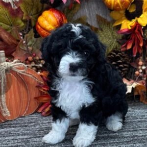 Aussiedoodle Gesundheit