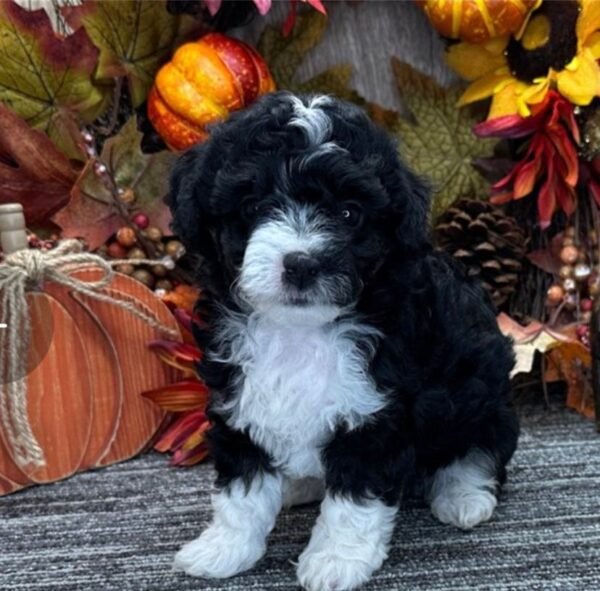 Aussiedoodle Gesundheit