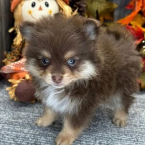 Pomeranian Welpen kaufen