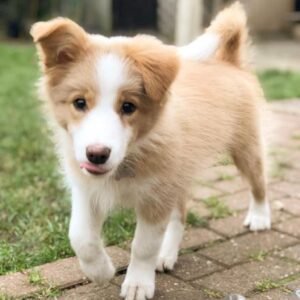 Border Collie Züchter