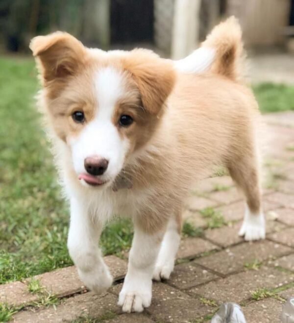 Border Collie Züchter