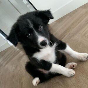 Border Collie Welpe Jace