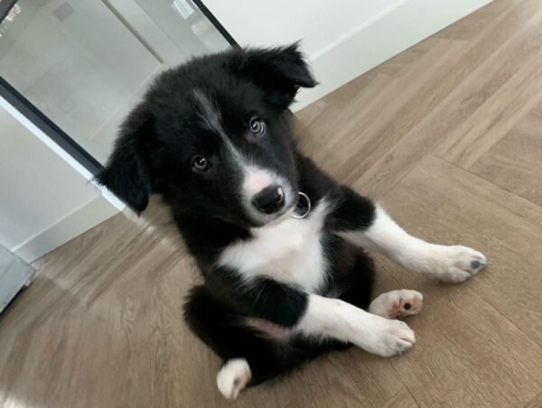 Border Collie Welpe Jace