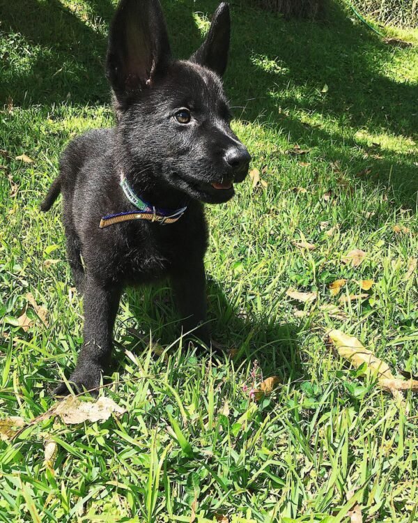 schwarzer deutscher Schäferhund