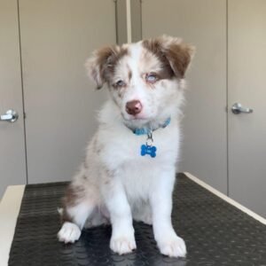 Familienhund Border Collie