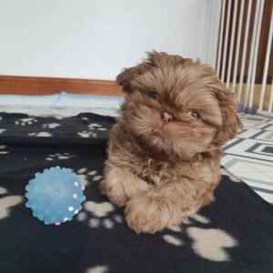 Shih Tzu Welpen