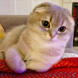 Scottish Fold Katze