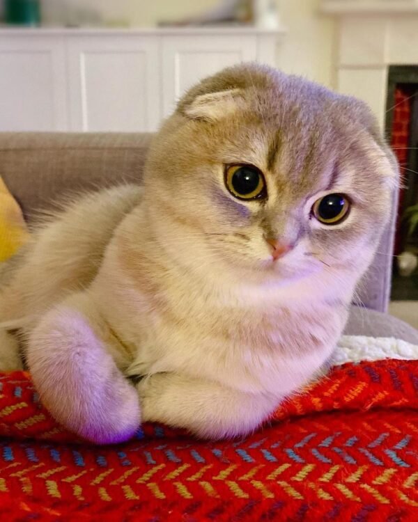 Scottish Fold Katze