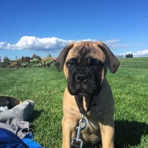 Bullmastiff Kaufen