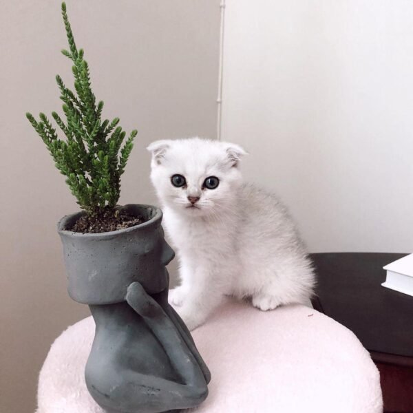 scottish fold weibchen