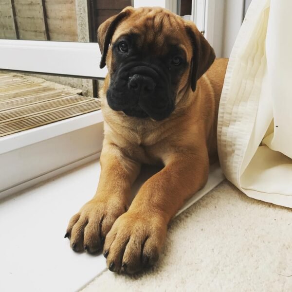 Bullmastiff Welpe