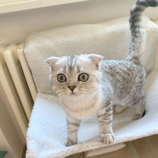 Scottish fold preis