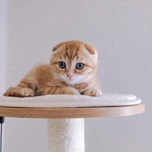 Scottish fold kaufen