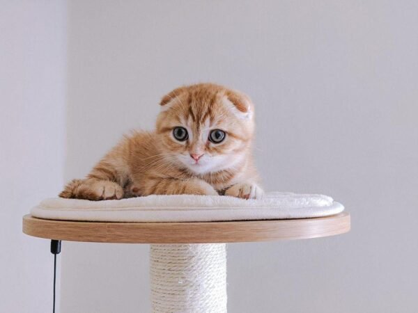 Scottish fold kaufen