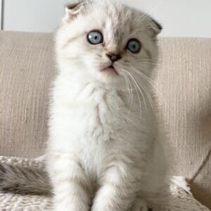 Scottish Fold Kätzchen