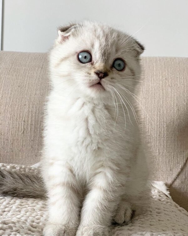 Scottish Fold Kätzchen